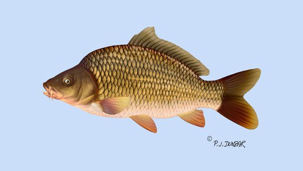 Carpe : Tout savoir sur ce poisson cyprinidé malin